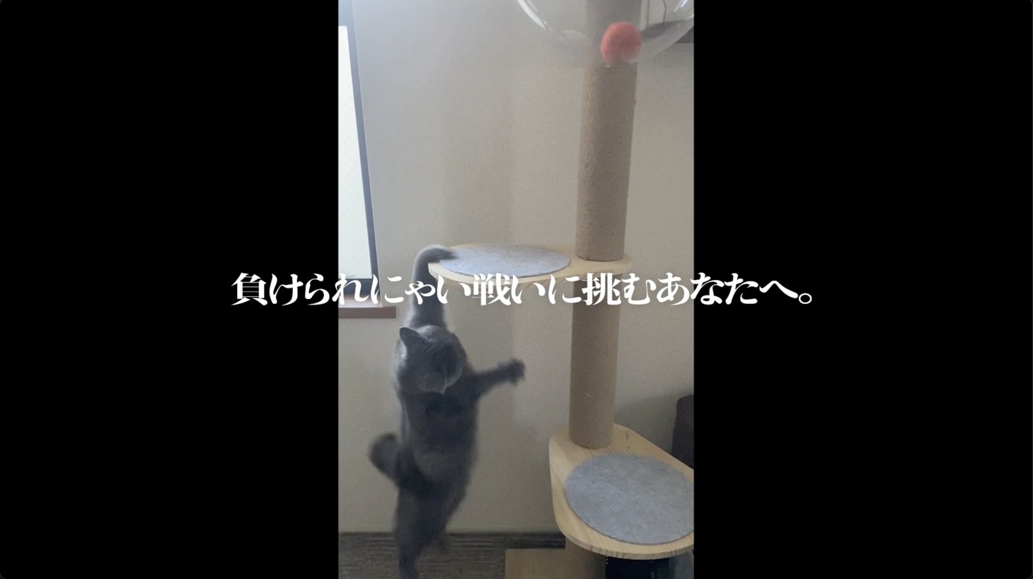「Adoのベストアドバム」CM「負けられにゃい戦い篇」より。