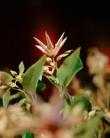 青葉市子「Luminescent Creatures World Tour」Barbican Centreより。（Photo by Ellie Slorick）