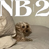 No Buses「NB2」ジャケット