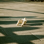 砂の壁「がらくたの飛行」ジャケット