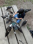 自宅の庭で放し飼いしているアヒルに餌をあげるゆーまくん。