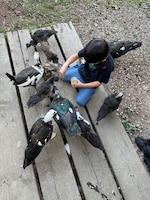 自宅の庭で放し飼いしているアヒルに餌をあげるゆーまくん。