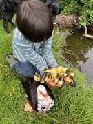 アヒルの親子と。