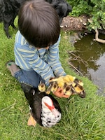 アヒルの親子と。