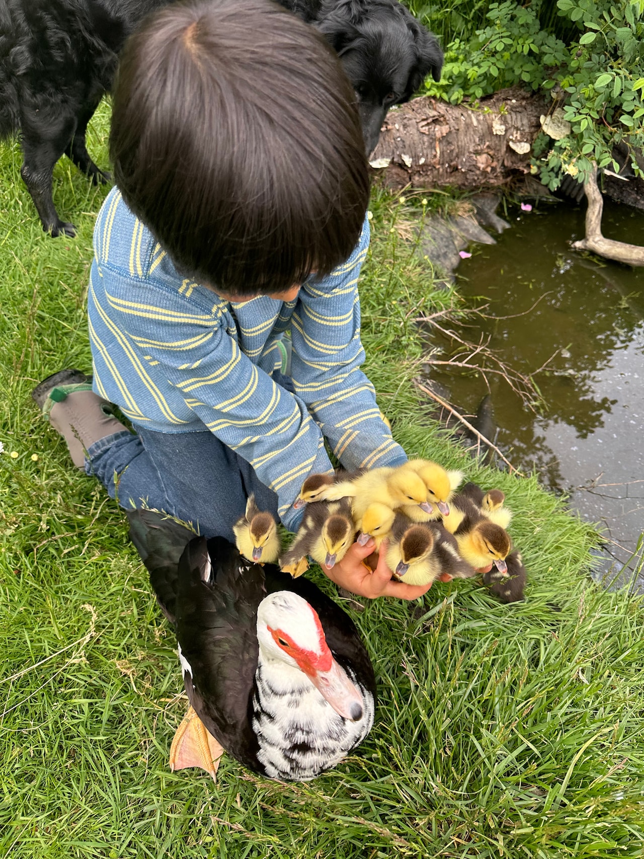 アヒルの親子と。