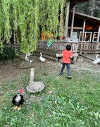 逃げるガチョウ。