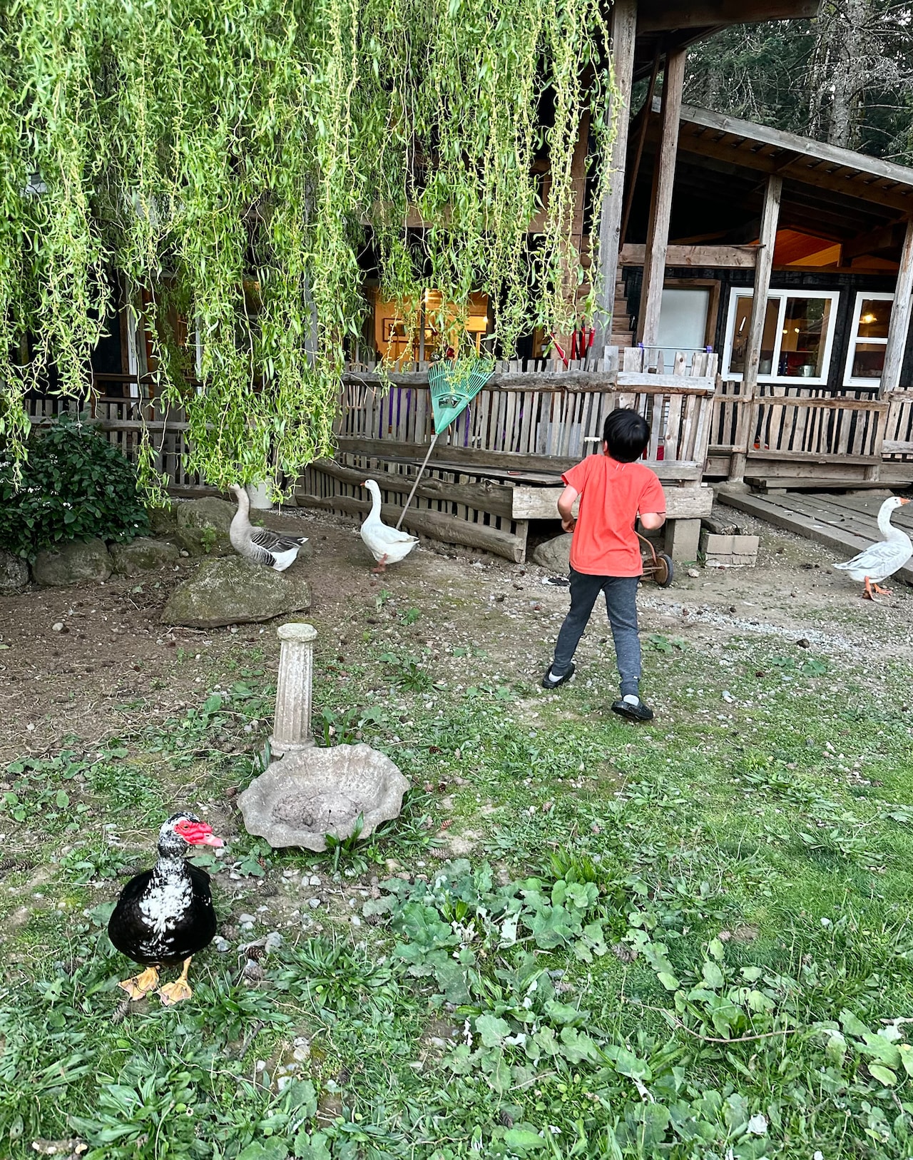 逃げるガチョウ。