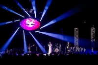 女王蜂（撮影：森好弘）