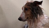 トリミング中のシェルティ。©日本テレビ