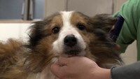 トリミングを受ける保護犬のシェルティ。©日本テレビ