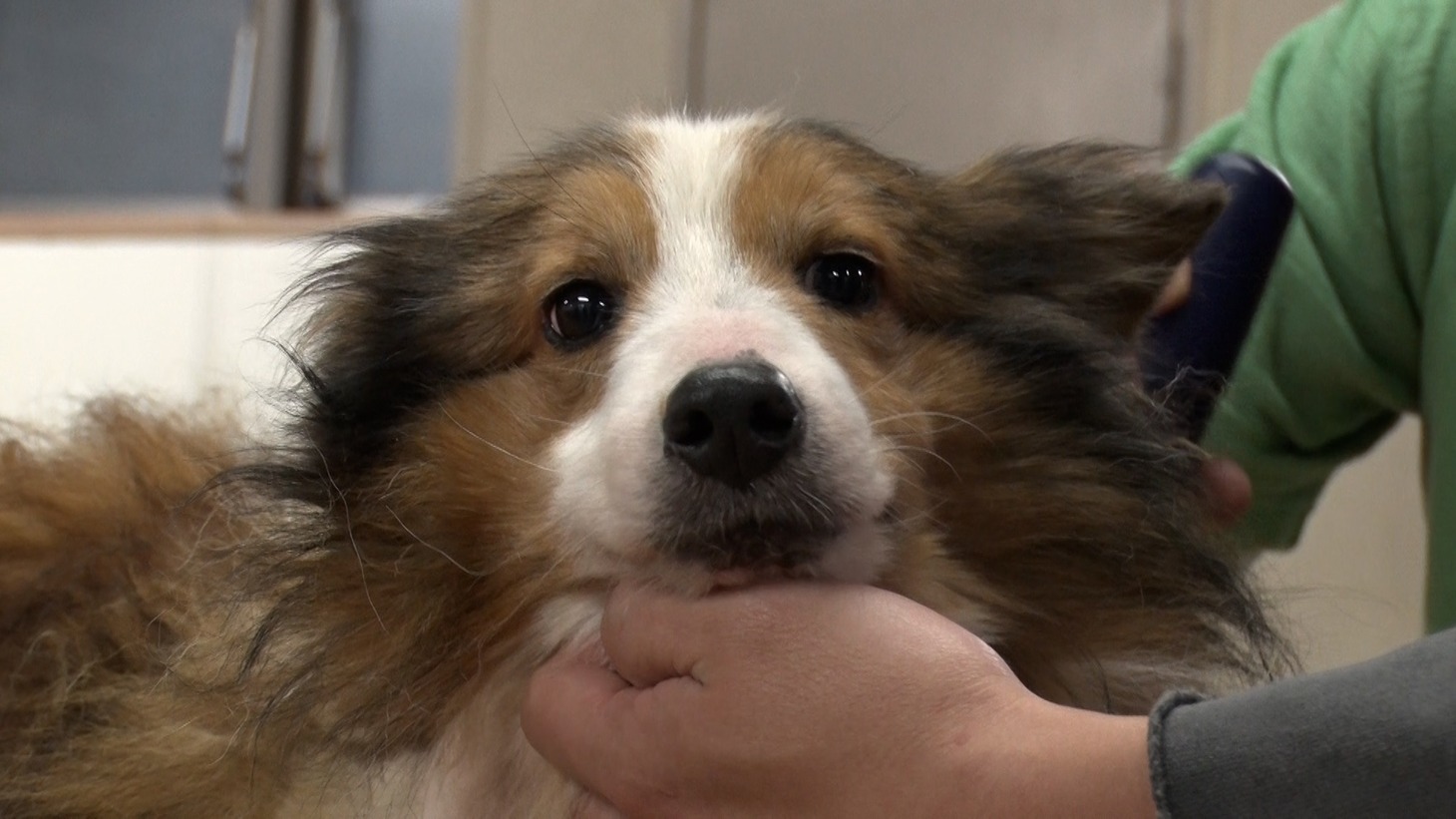 トリミングを受ける保護犬のシェルティ。©日本テレビ
