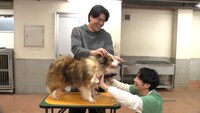 シェルティにトリミングを行う森本慎太郎（左）、相葉雅紀（右）。©日本テレビ