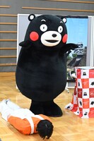 体を張るハルとくまモン。