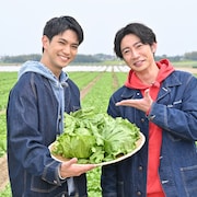 Aぇ! group正門良規「相葉マナブ」で茨城のレタス畑へ、あるアクシデントに相葉雅紀ら大爆笑