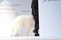 ステージを去るボルゾイのドンくん。