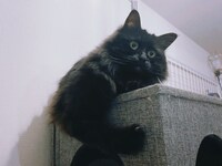 グッズ化もされている「パワービビ」。