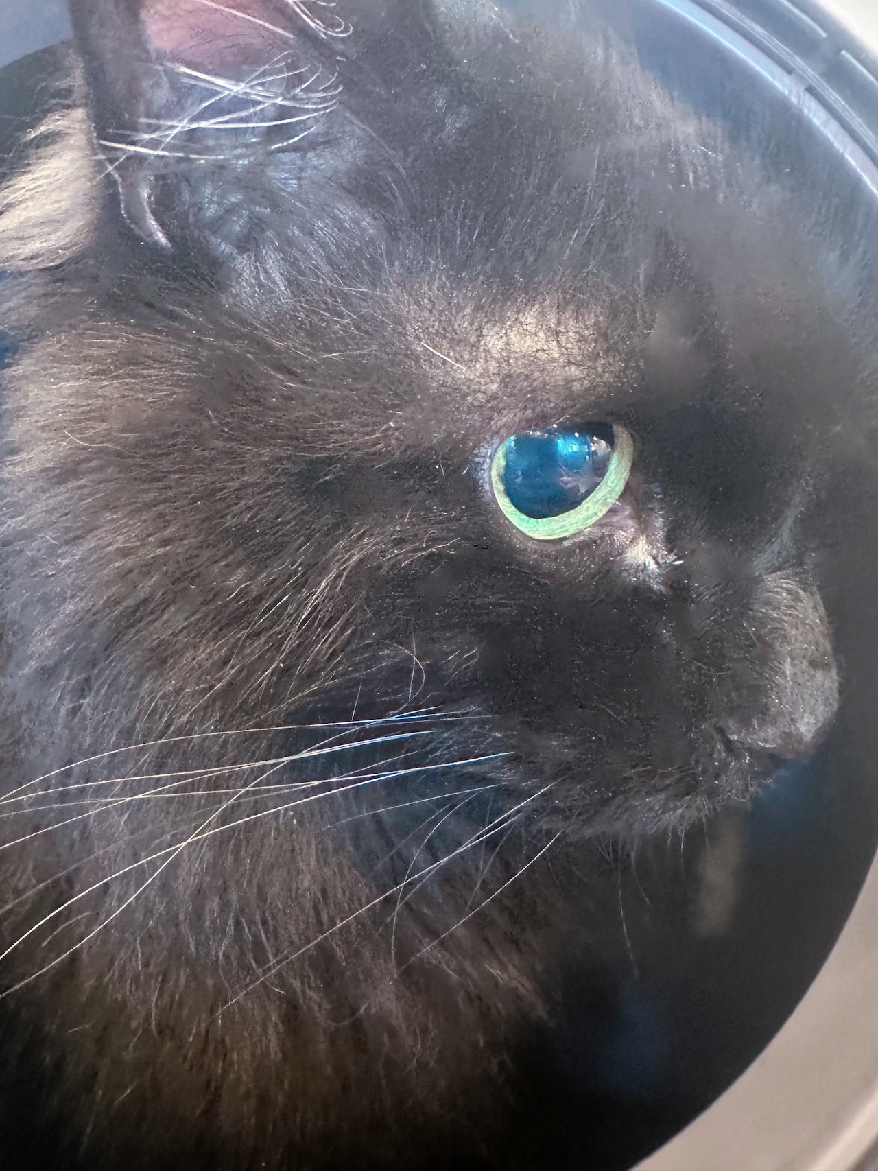 「病院怖い……」のお顔。