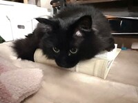 本があれば乗っちゃう。