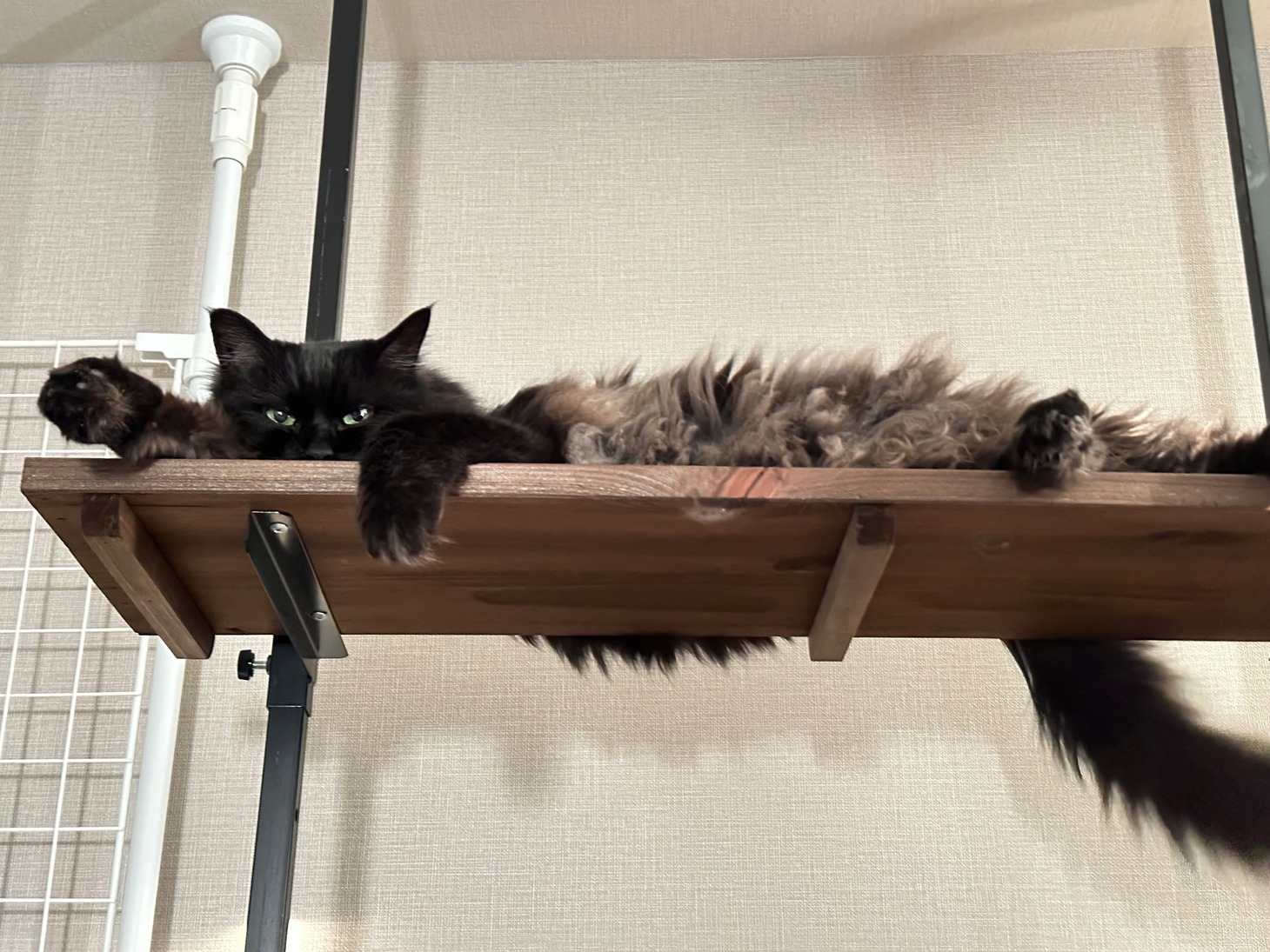 棚から落ちてしまったことも……。