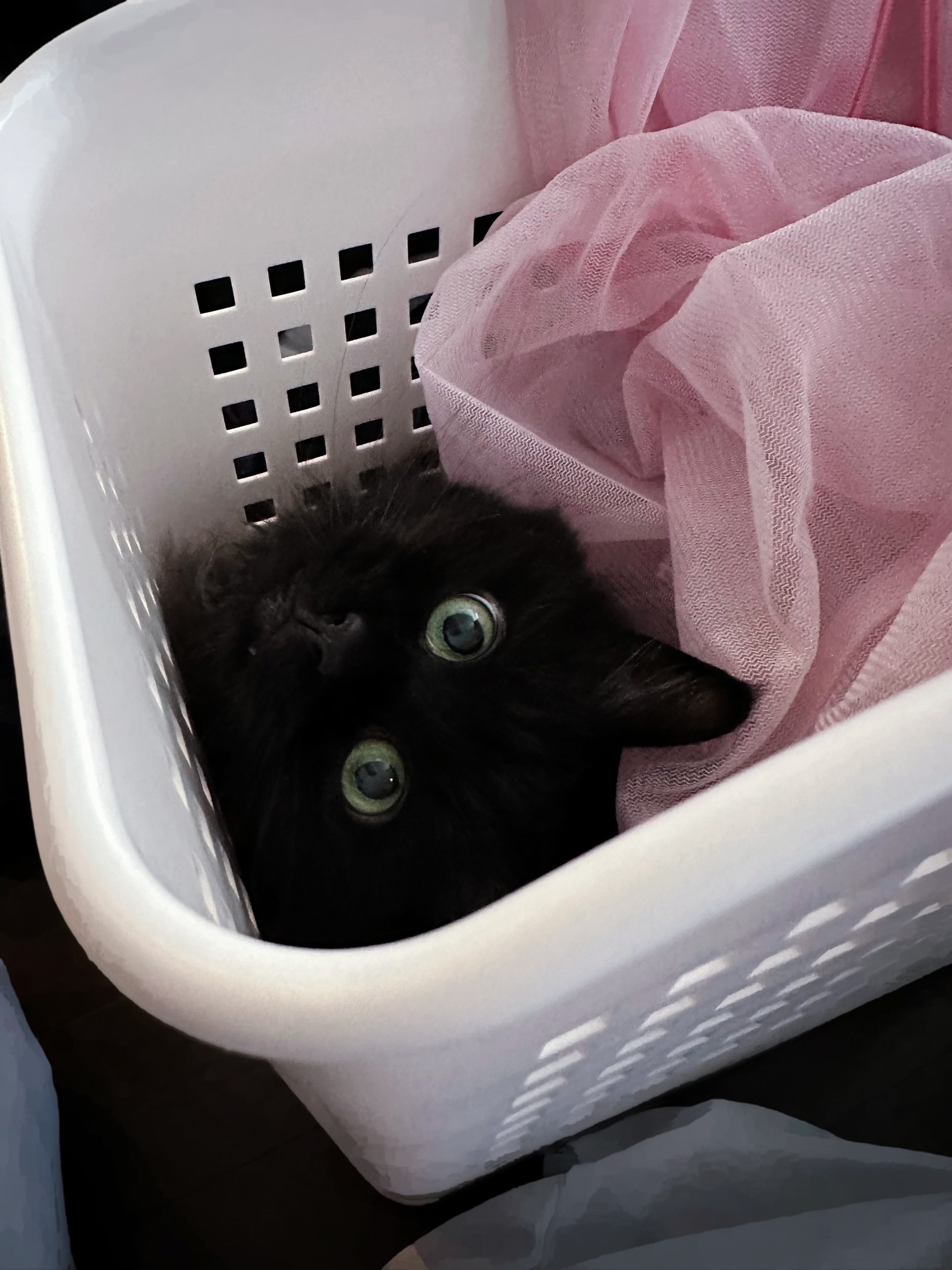 小さいカゴに収まるビビ。