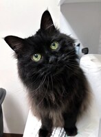 ポルカドットスティングレイのアイコンとしてもおなじみのビビ。