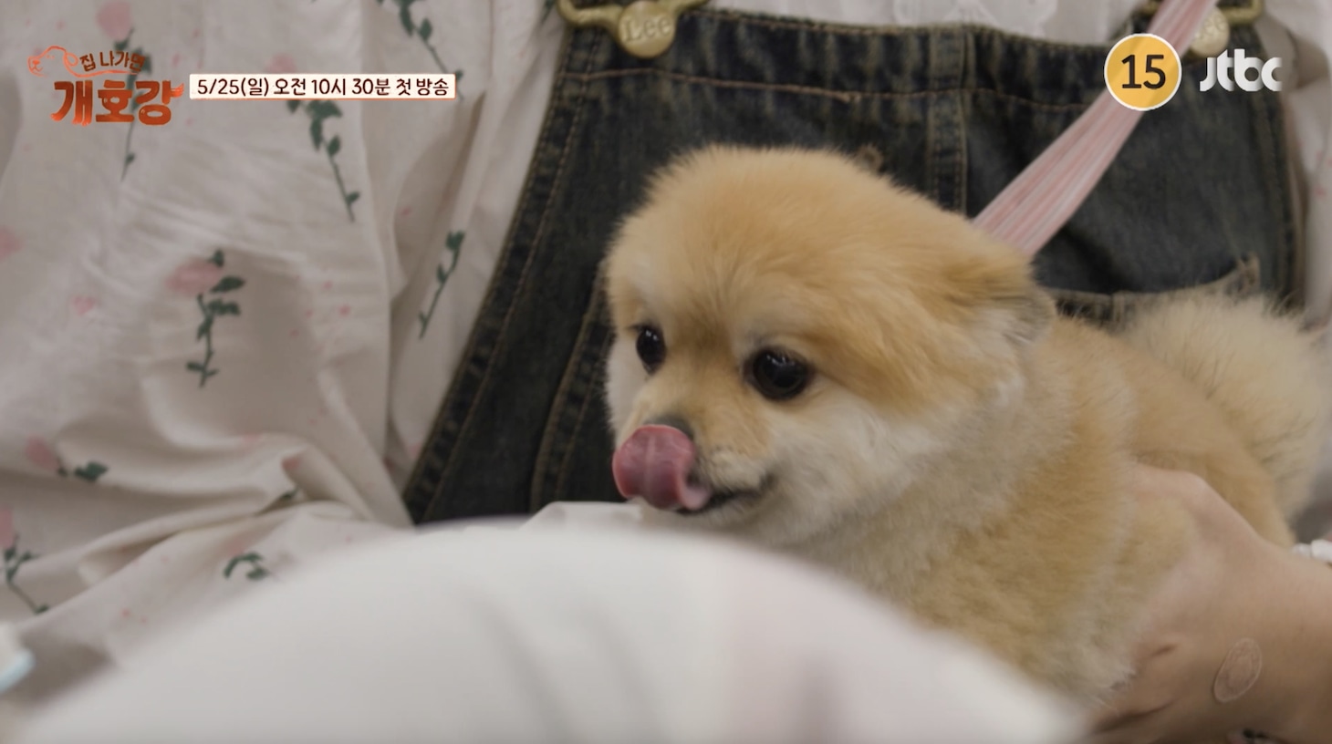 ABEMA「家を出たら、贅沢～犬幼稚園～」より。