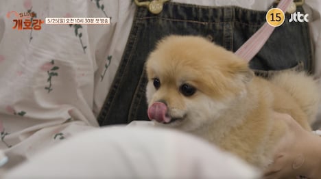 ABEMA「家を出たら、贅沢～犬幼稚園～」より。