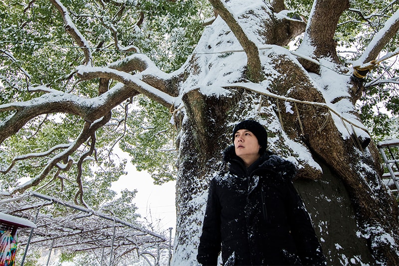 福山雅治が被爆樹木を歌った「クスノキ」新録版リリース、利益の一部は