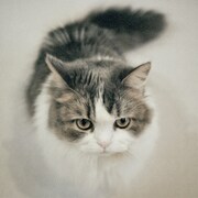 Foi「ファジーボーイ」配信ジャケット