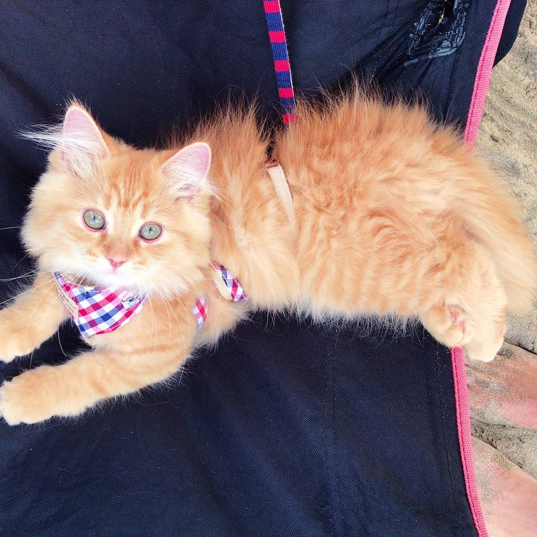 子猫時代のラフテーちゃんとは海へ旅行にも。