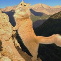 ラフテーちゃん