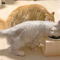 ごはんを食べるあらきの愛猫たち。