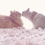 仲良しのラフテーちゃんともずくちゃん。