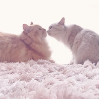 仲良しのラフテーちゃんともずくちゃん。