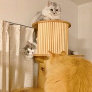 にぎやかなあらき家の様子。