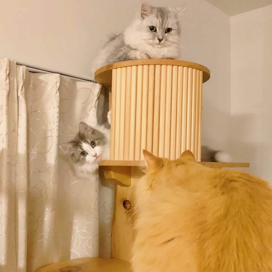 にぎやかなあらき家の様子。