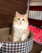 あらき家に来たばかりのジゲンちゃん。