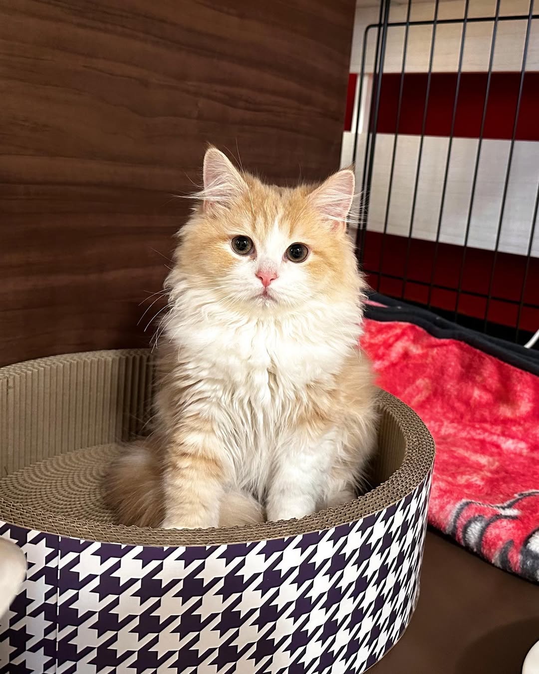 あらき家に来たばかりのジゲンちゃん。