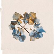 Wataru Fujiwara「Sleep with Nature」配信ジャケット