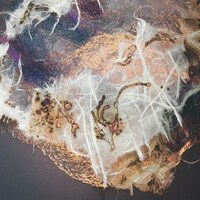 uami「見おぼえ」配信ジャケット