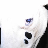 Silica Gel「南宮 FEFERE（feat. Japanese Breakfast）」 配信ジャケット