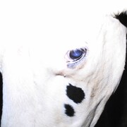 Silica Gel「南宮 FEFERE（feat. Japanese Breakfast）」 配信ジャケット