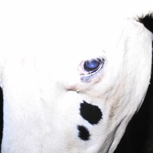 Silica Gel「南宮 FEFERE（feat. Japanese Breakfast）」 配信ジャケット