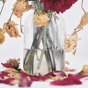 唾奇「Camellia」ジャケット