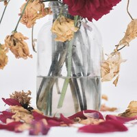 唾奇「Camellia」ジャケット