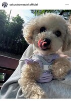 川崎桜が自身のスマホフォルダから選んだお気に入りの1枚。川崎桜のInstagram公式アカウントより。