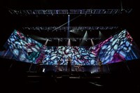 女王蜂（撮影：森好弘）