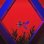 理芽「閃光だった」配信ジャケット