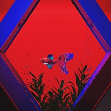 理芽「閃光だった」配信ジャケット