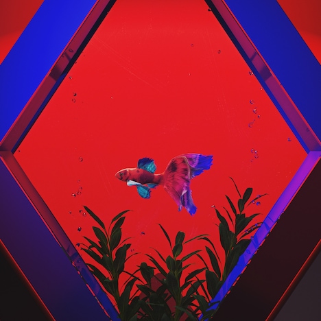 理芽「閃光だった」配信ジャケット